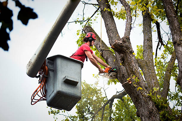 Best Tree Cutting Near Me  in Chaparral, NM